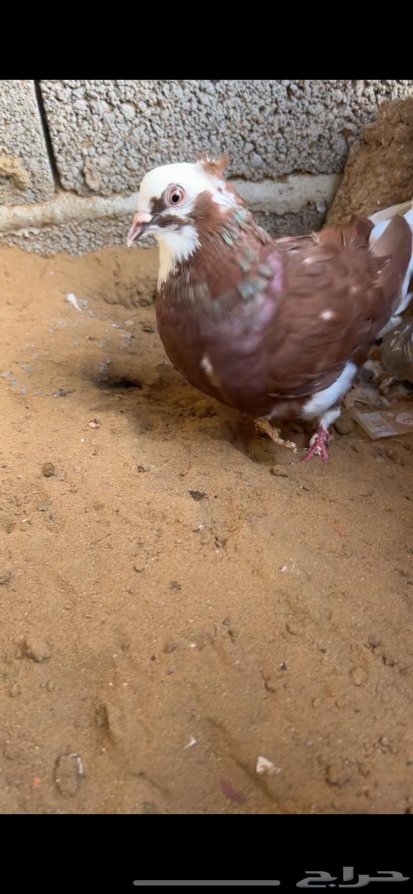 حمام زينه مستويات من1064432985713027113