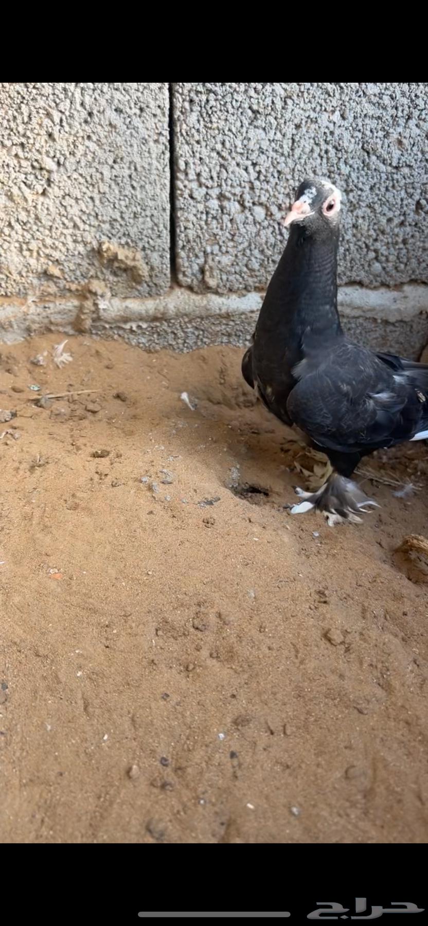 حمام زينه مستويات من1064432985713027114