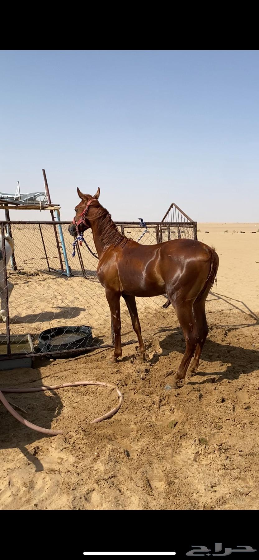 للبيع مهر أشقر64432660032131112