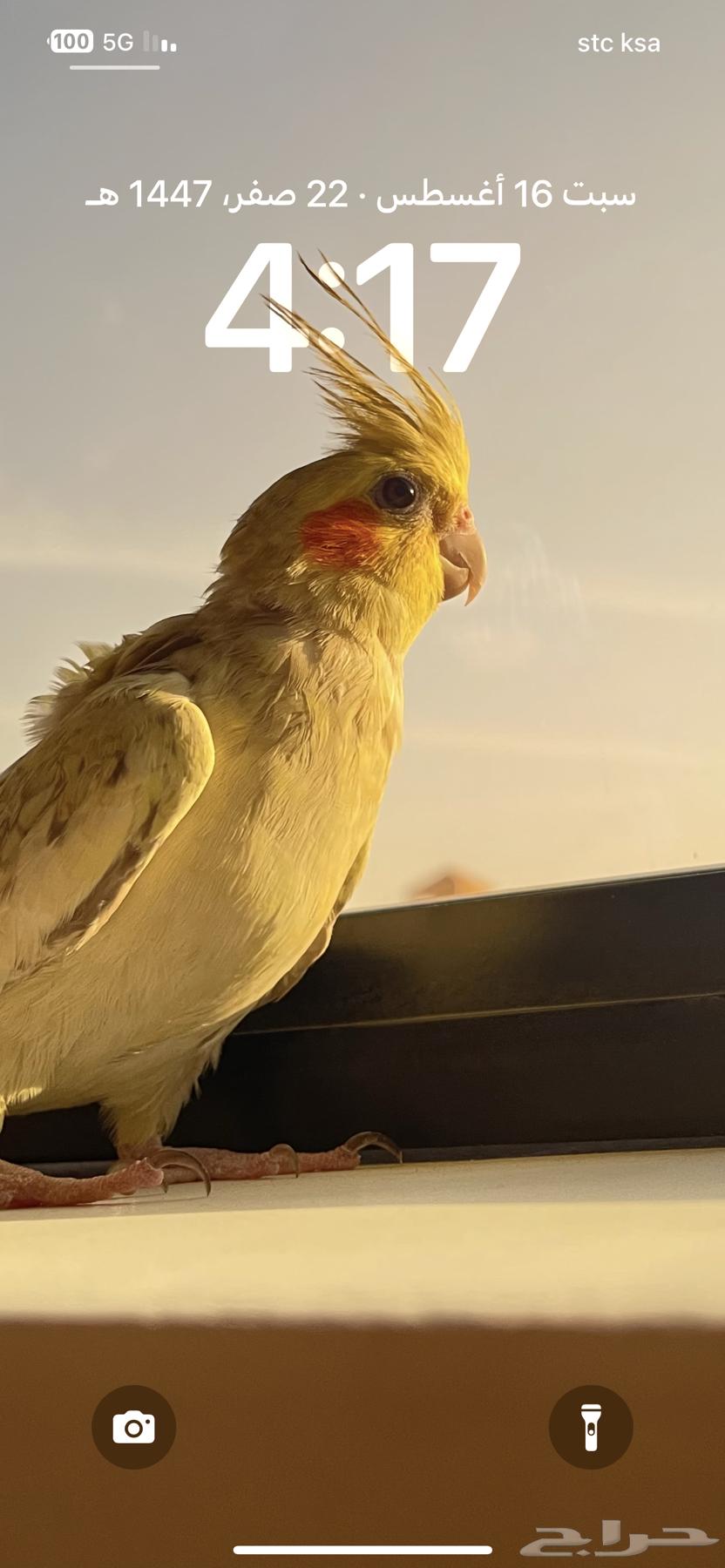 طيور كروان64430394678529110