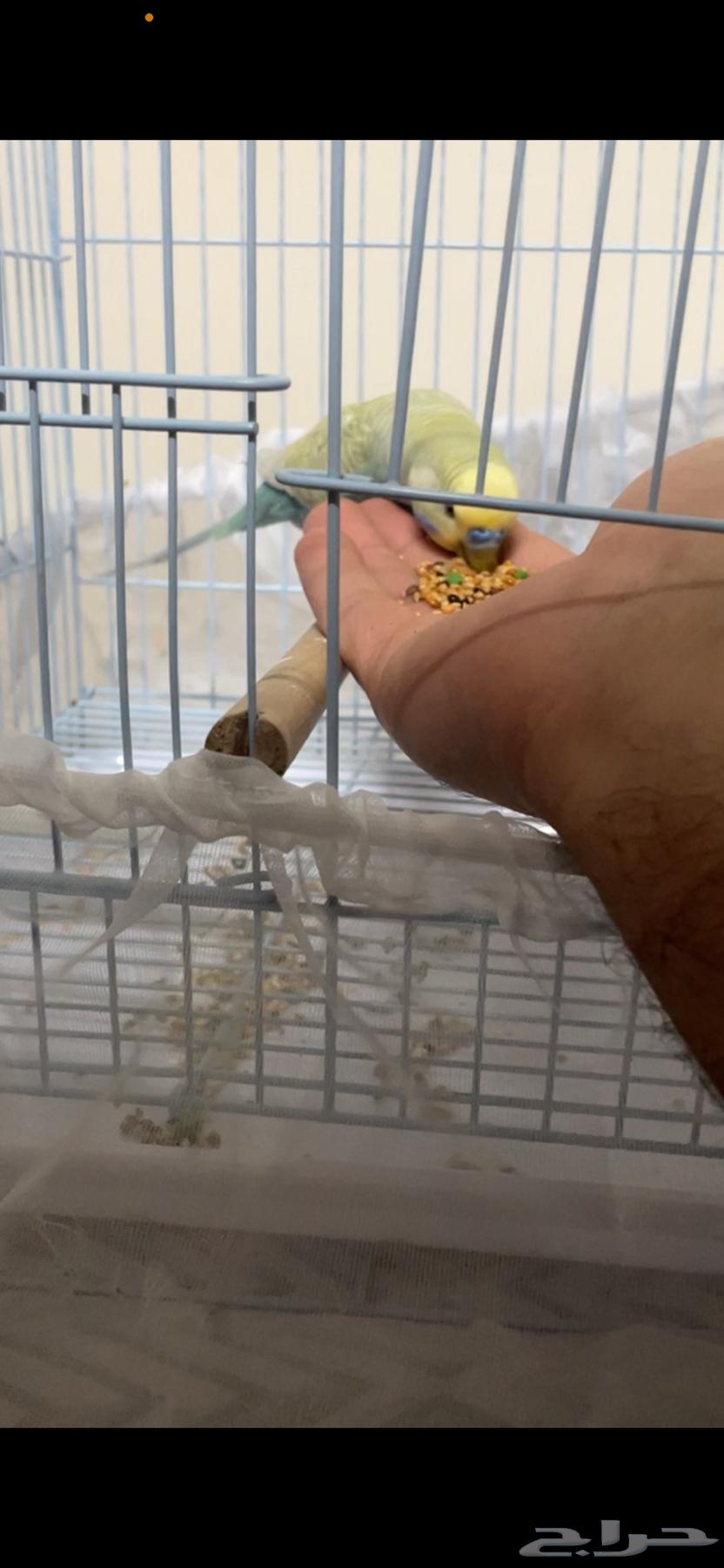 Distinguished Budgie Pair64427196232705113