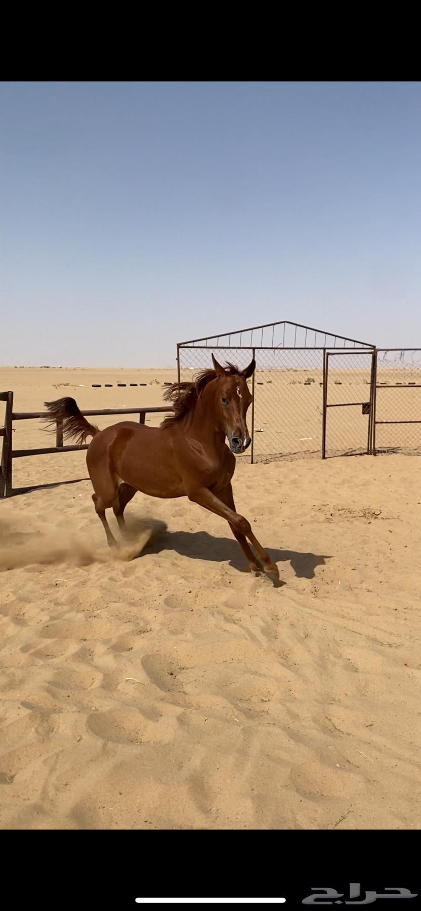 للبيع مهر أشقر64432660032131113