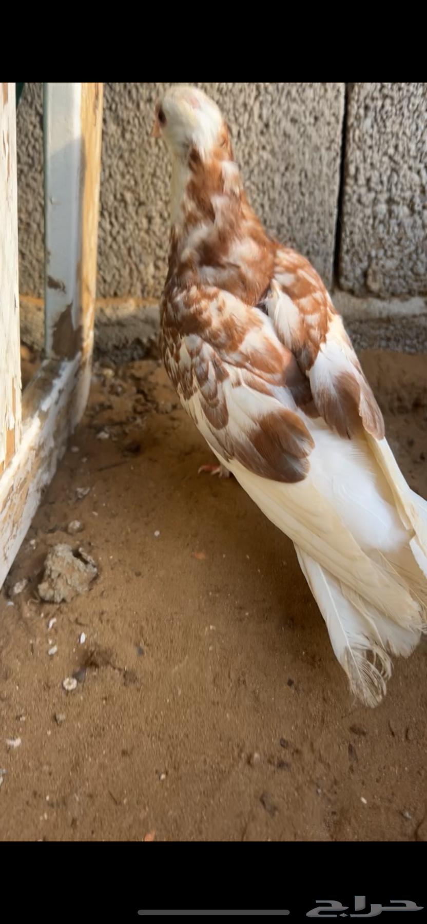 حمام زينه مستويات من1064432985713027110