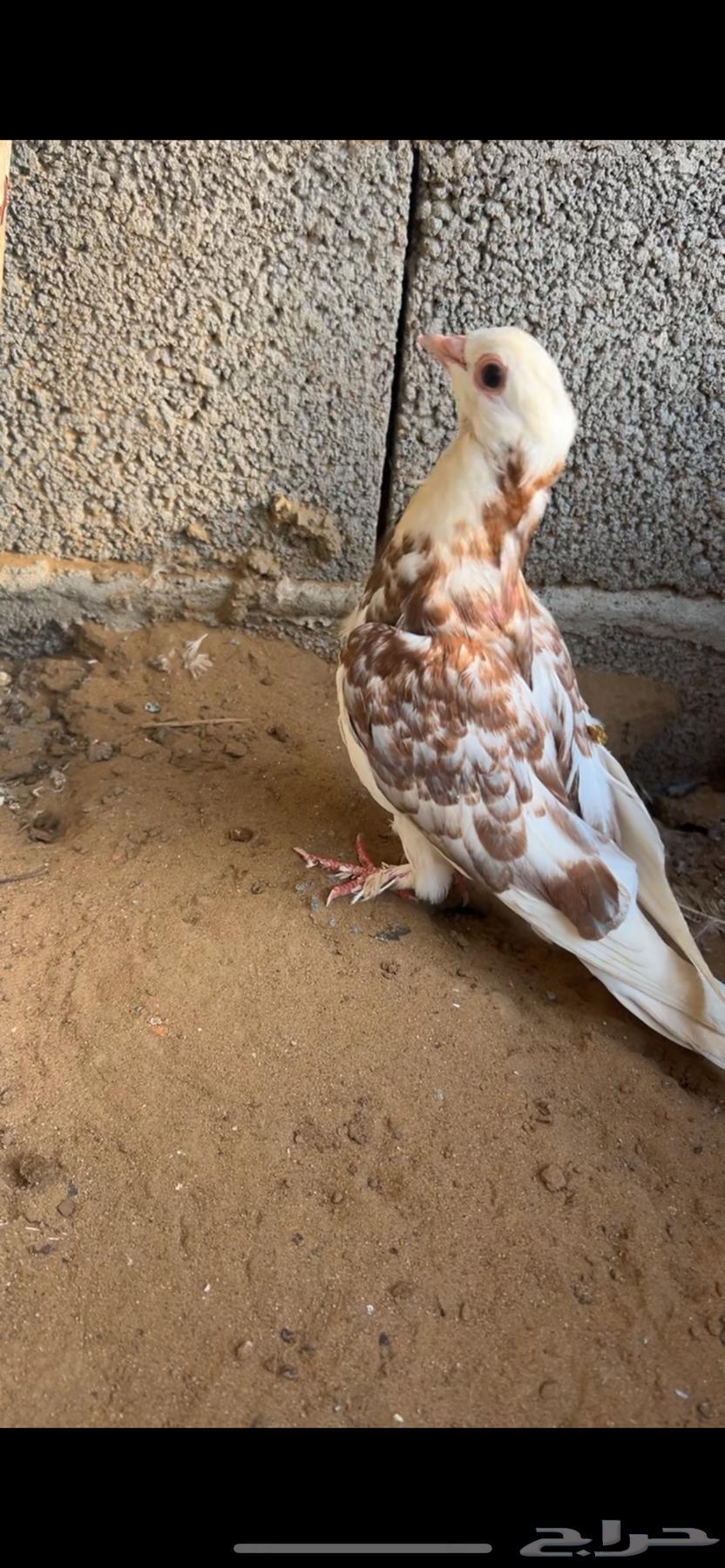 حمام زينه مستويات من1064432985713027111