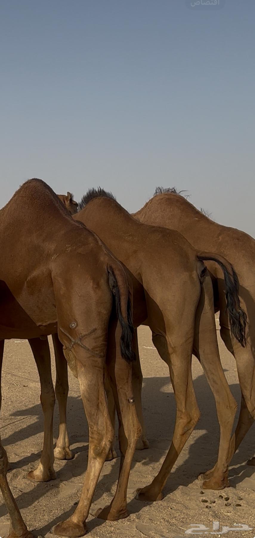 ثلاث ابل سواحل لقحات للبيع64431142649090111