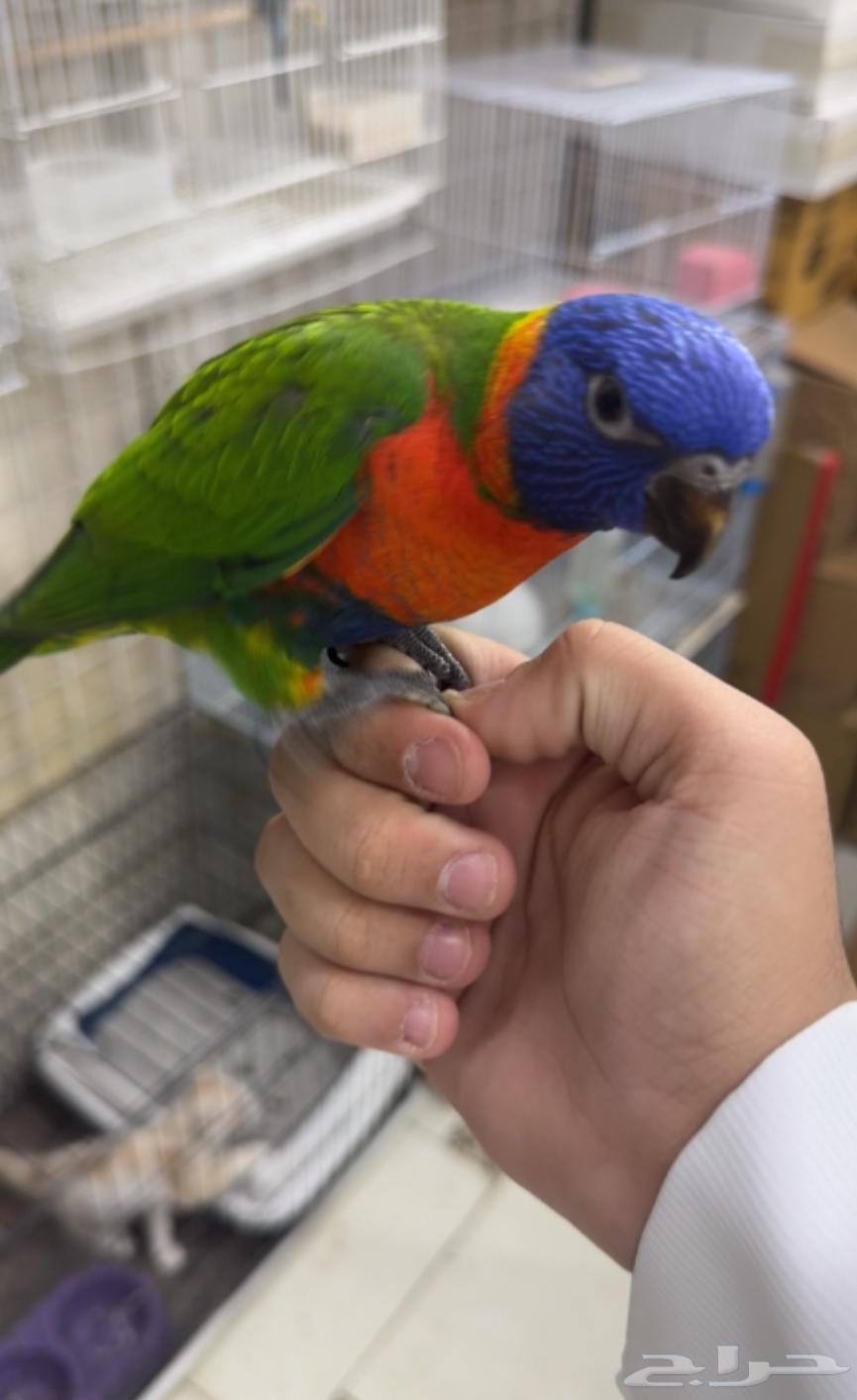 فرخ لوري جدا أليف و هدد. تم البيع64426281444354110