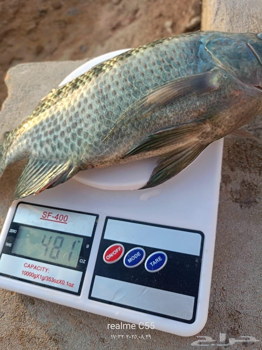 سمك  بلطي64428820332034114