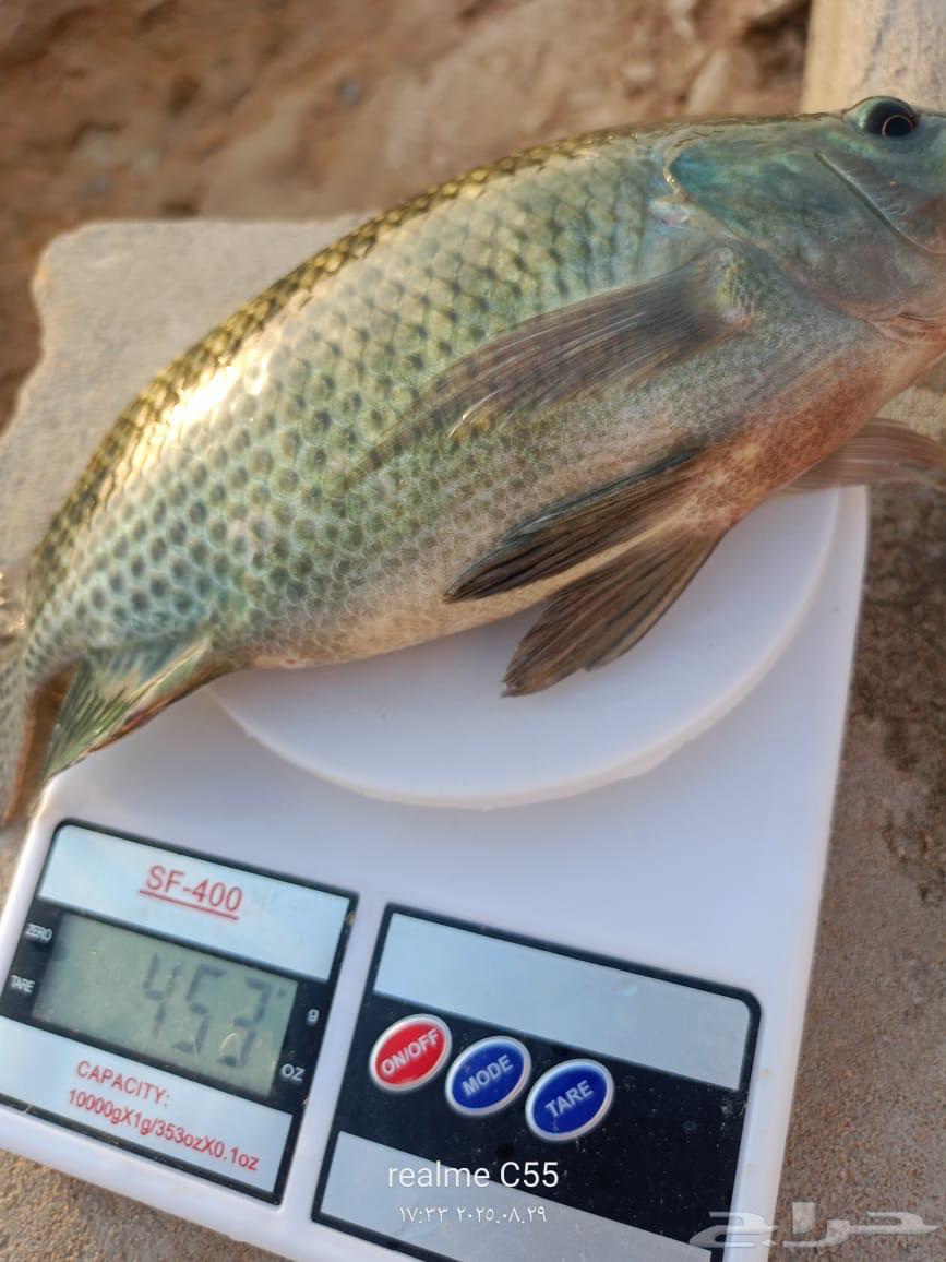 سمك  بلطي64428820332034110