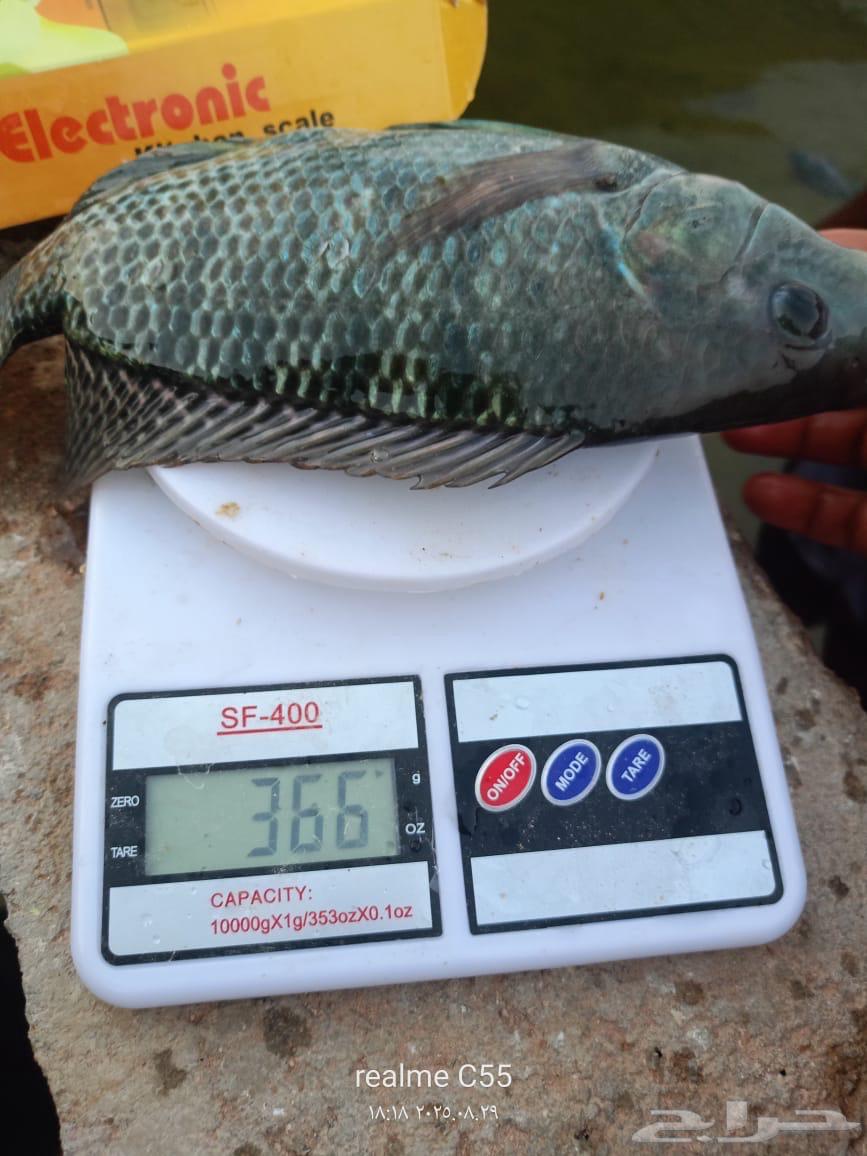 سمك  بلطي64428820332034111