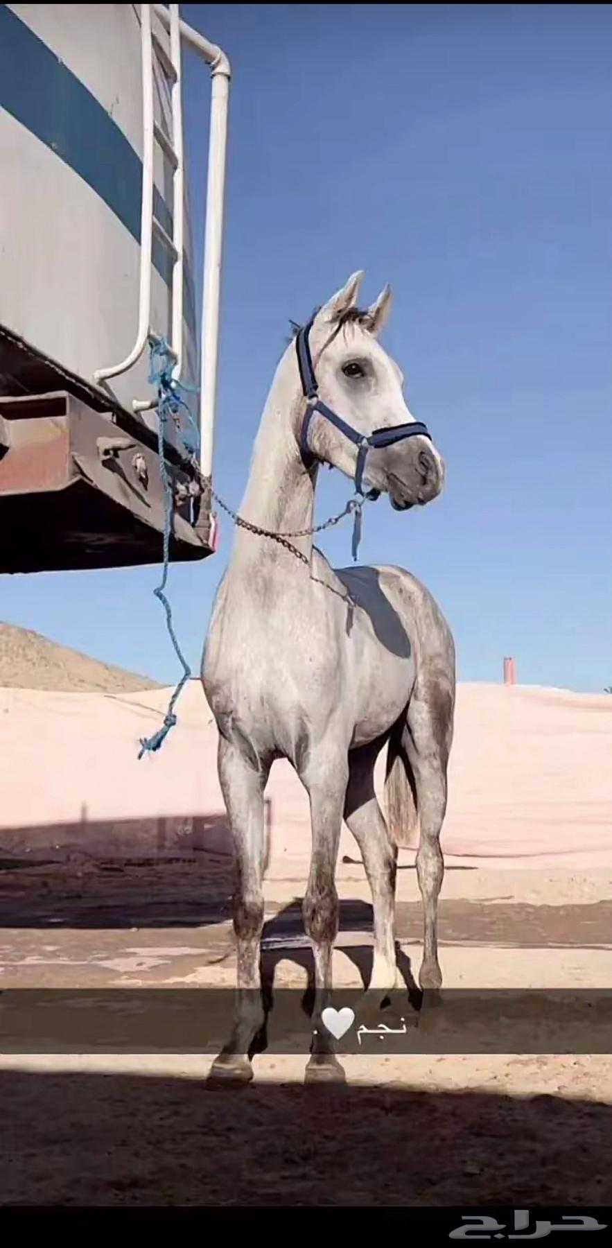 حصان شعبي فاخر اطول 7ونص يزيد ما ينقص باقي الاستفسار ارقم64433242983554111