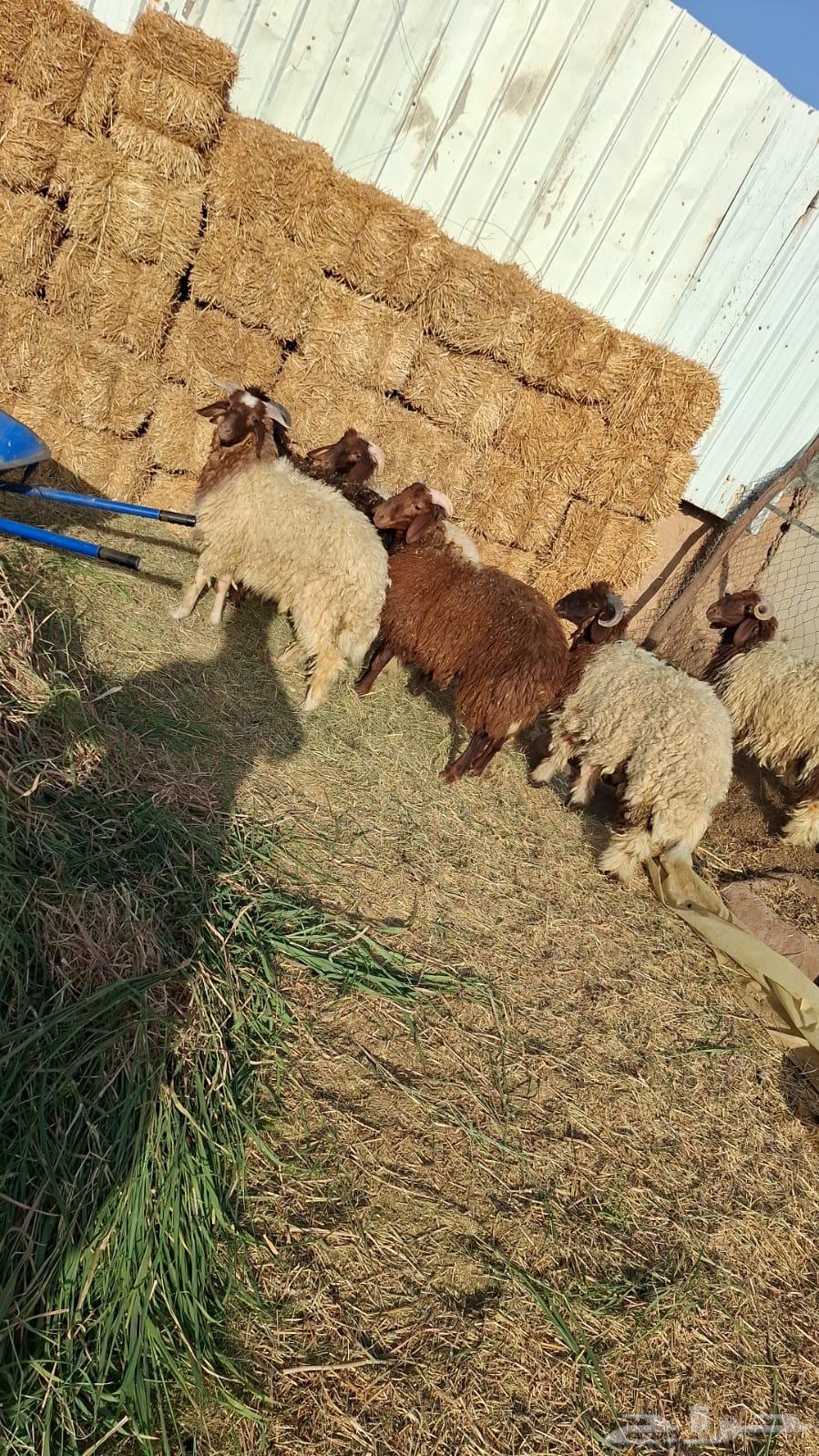 هرافي نعيم للبيع64429076110210110