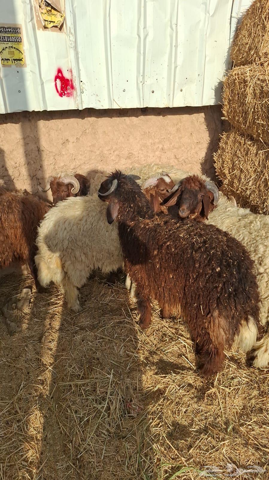 هرافي نعيم للبيع64429076110210111