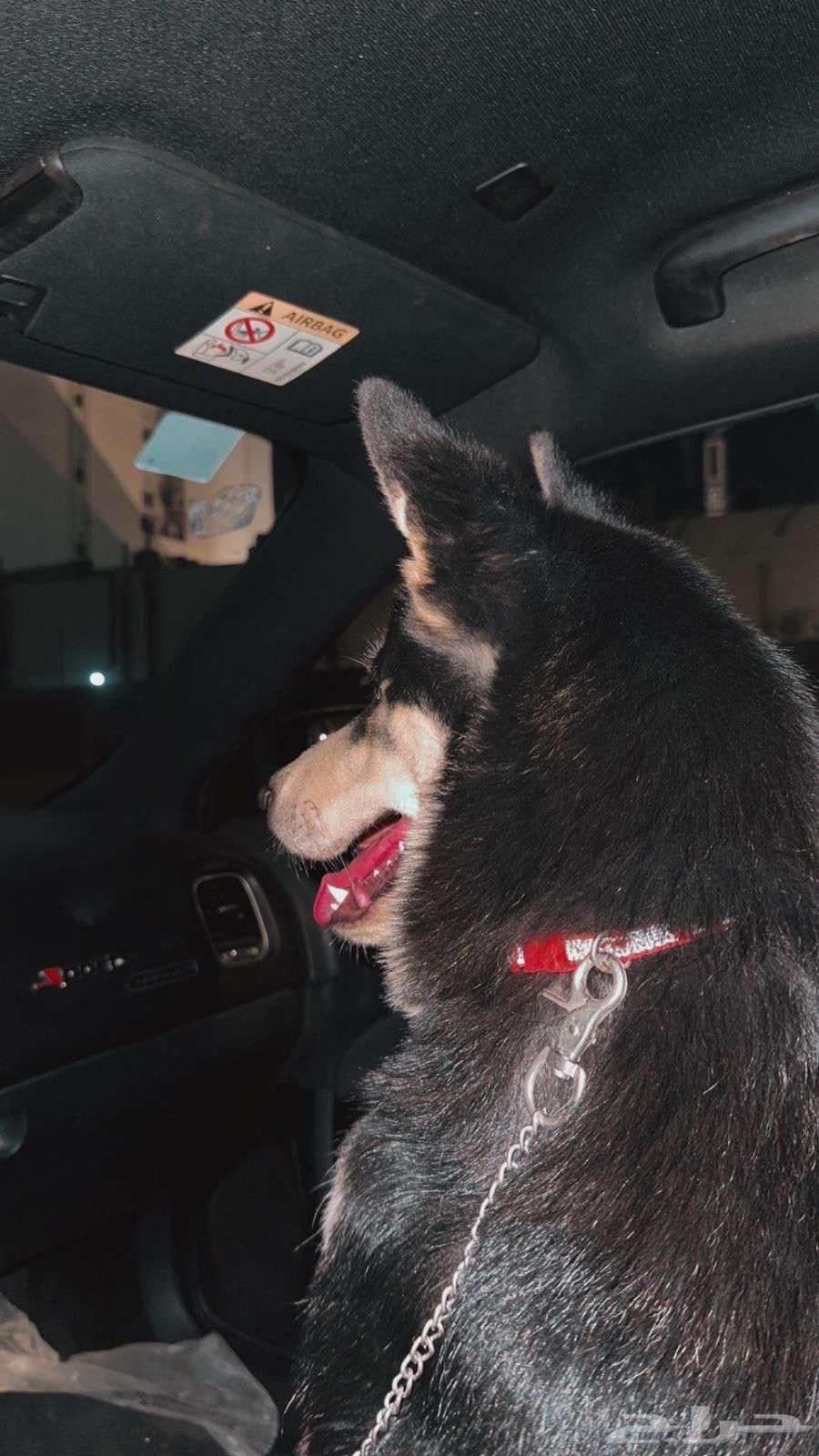 كلب هاسكي ذكر للبيع64426214746883111