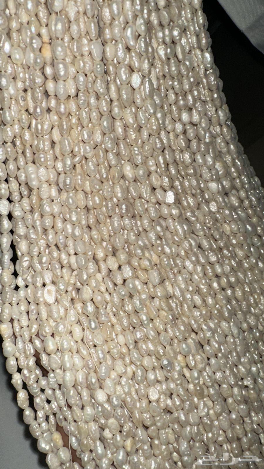 للبيع لؤلؤ64426268434307112