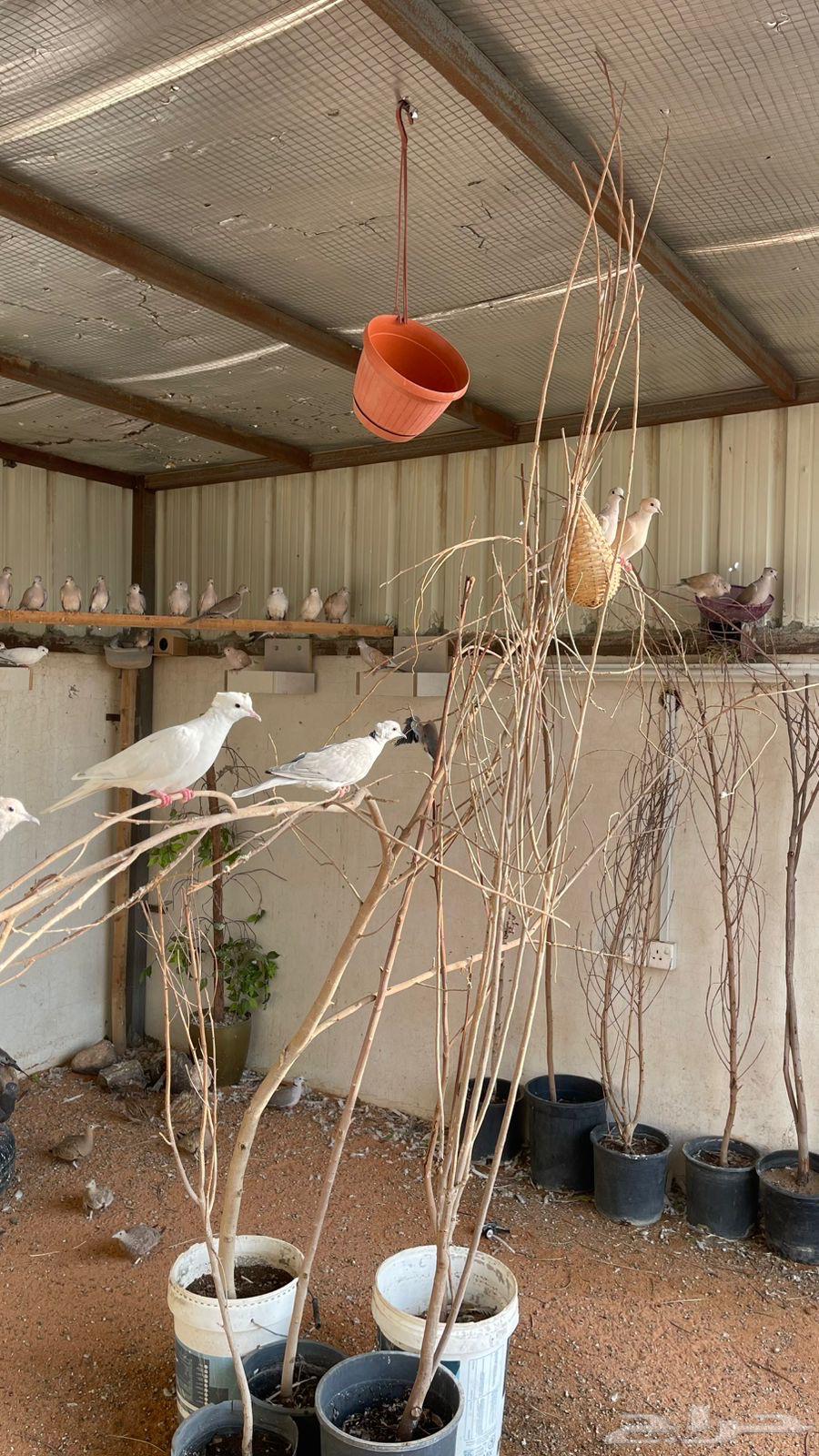 للبيع قماري هولندي64426416087171110