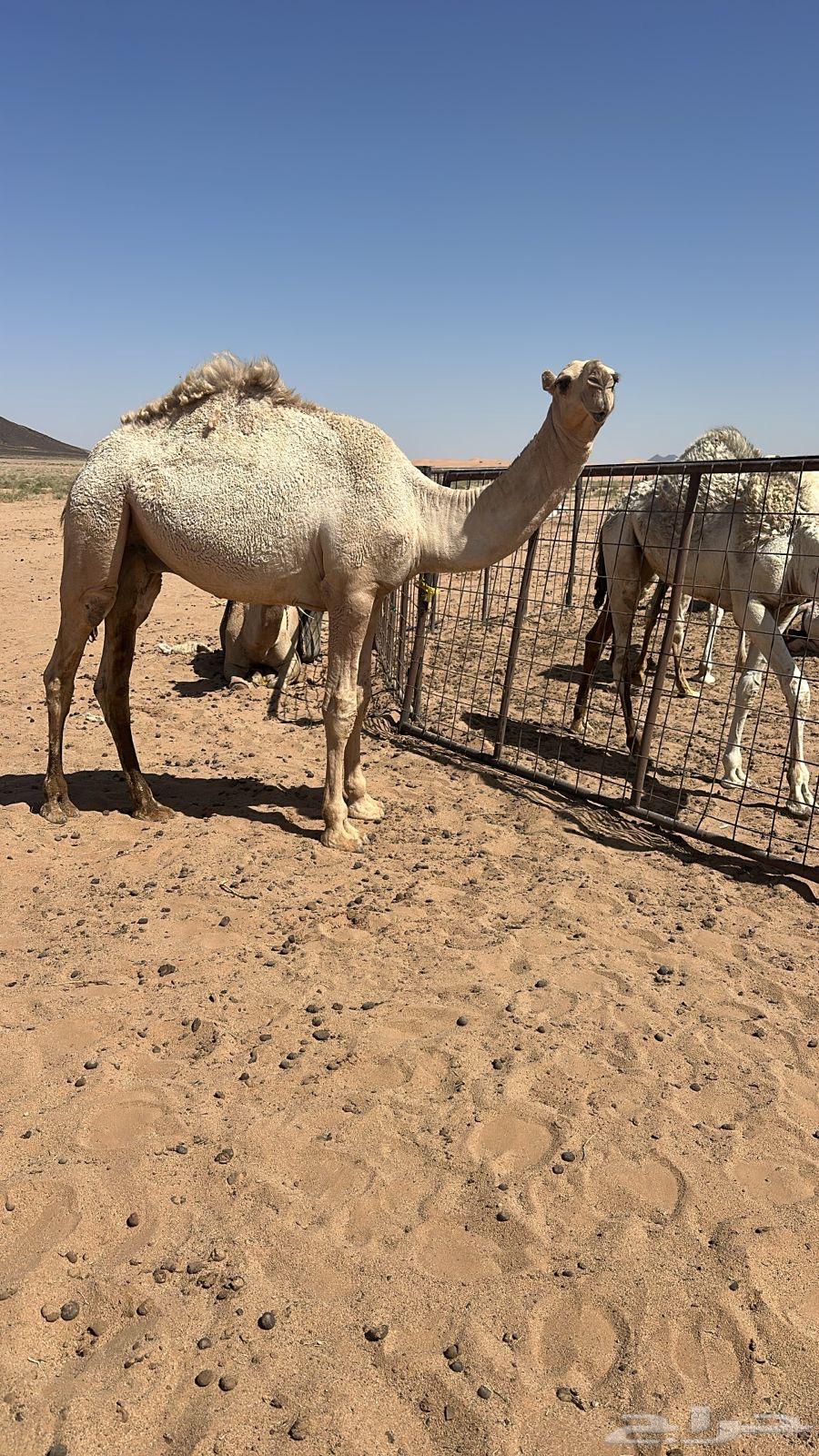 قعود للبيع64429277105410110