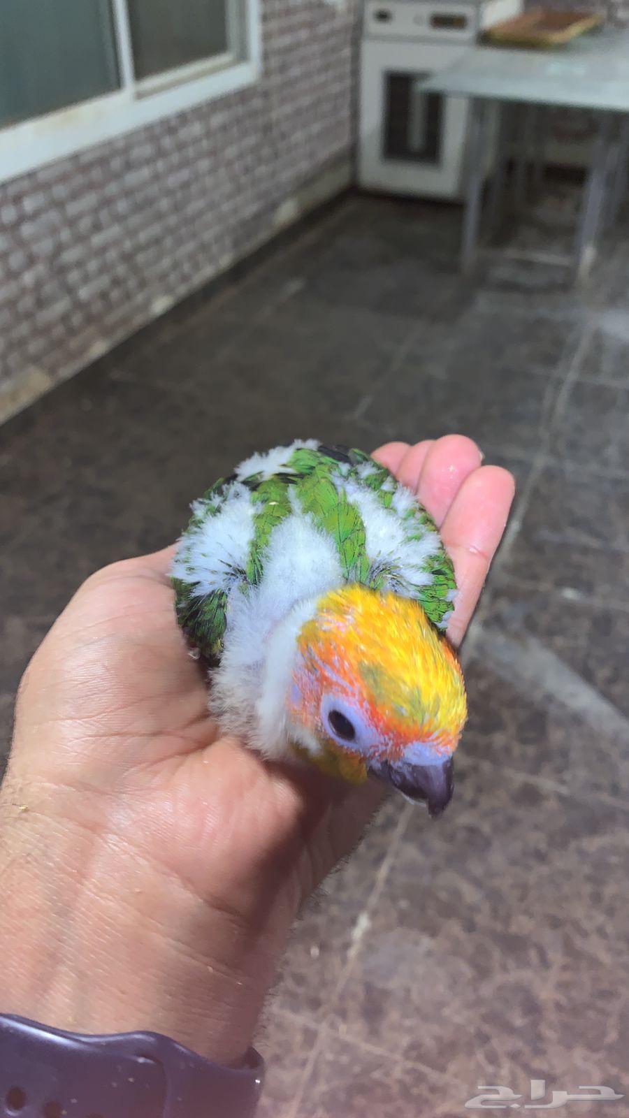 فرخ صن كنيور مميز64432741286147110