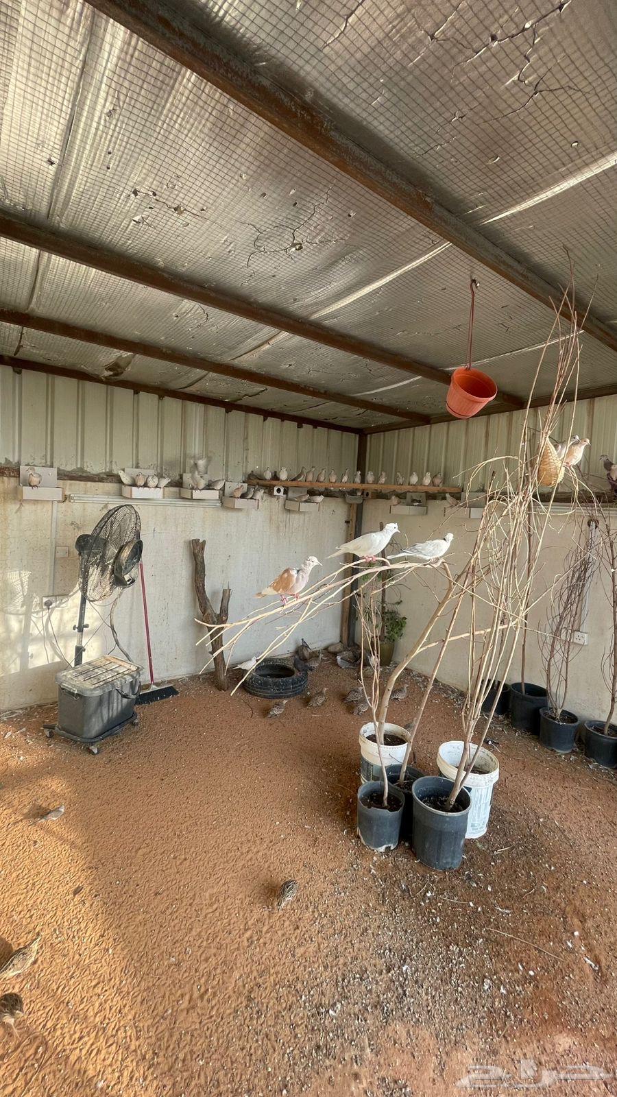 للبيع قماري هولندي64426416087171111