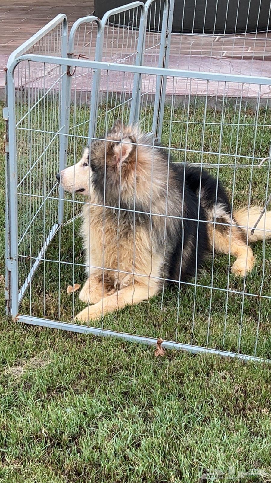 الاسكا مالموت للبيع64428013116289111