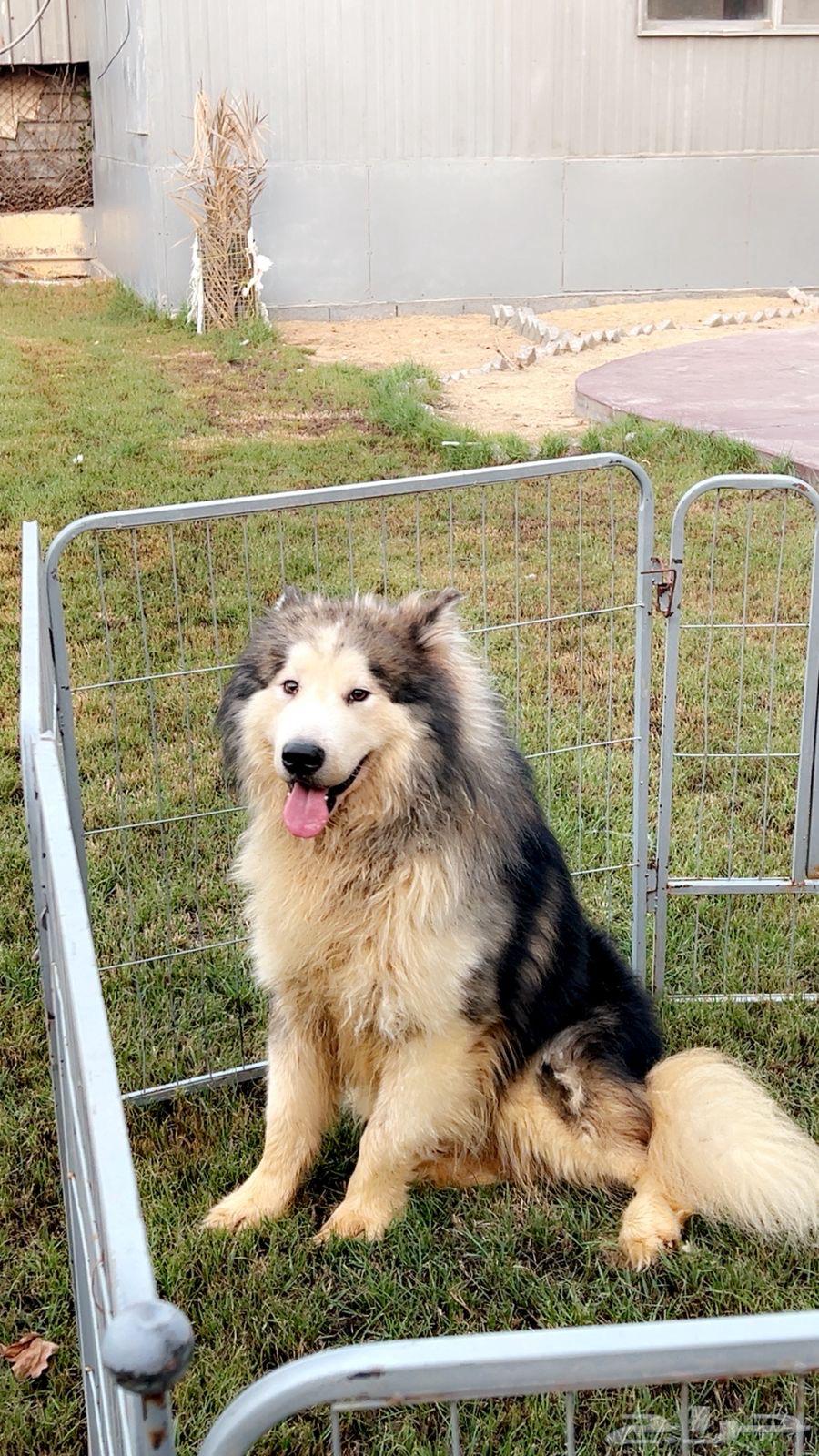 الاسكا مالموت للبيع64428013116289110