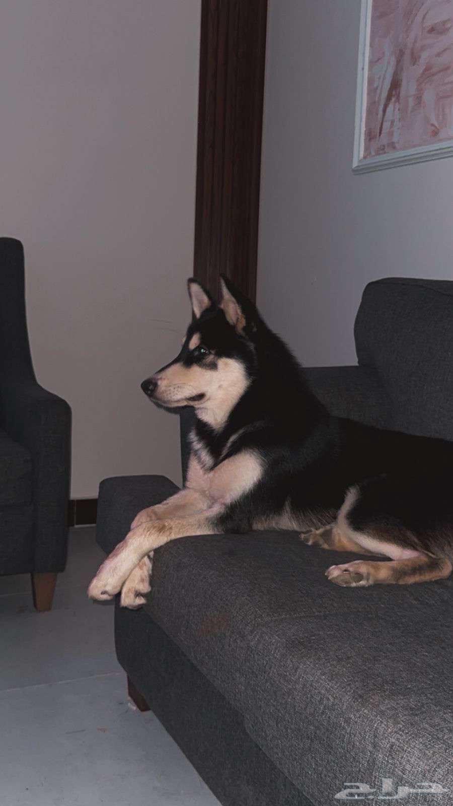 كلب هاسكي ذكر للبيع64426214746883112