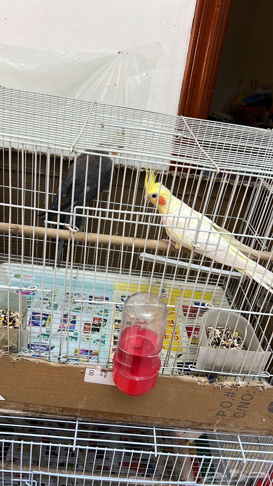 كروات للبيع64429076165377111