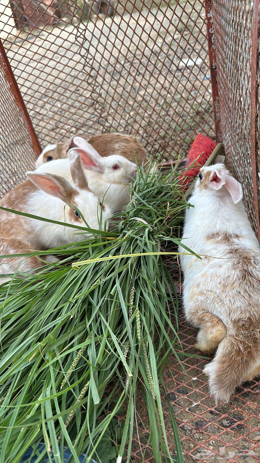 خمس ارانب64430421577218110