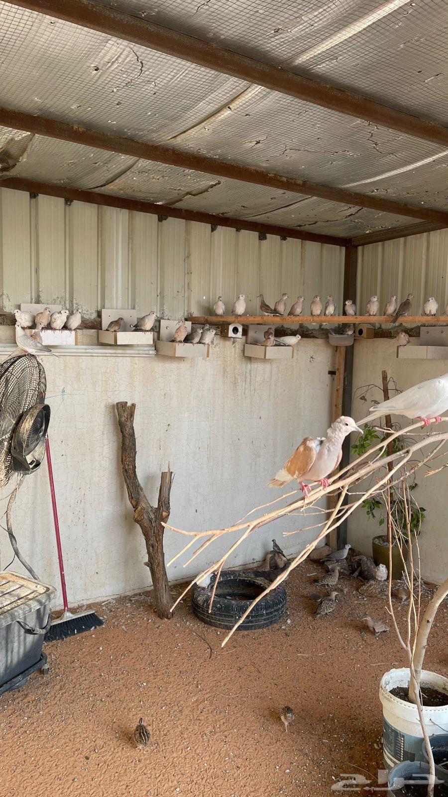 للبيع قماري هولندي64426416087171112