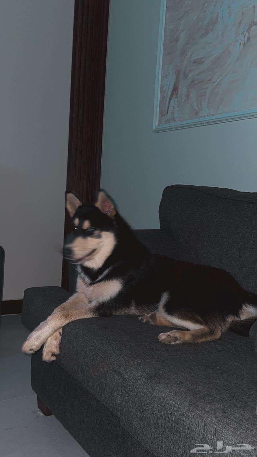 كلب هاسكي ذكر للبيع64426214746883113