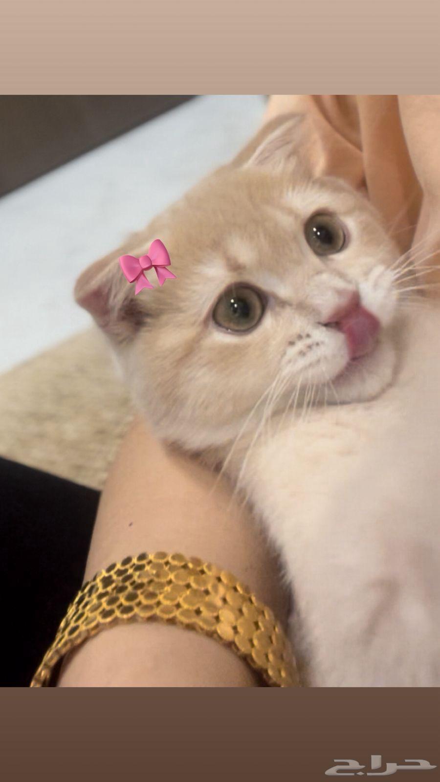 قطط سكوتش للبيع64426147649667114