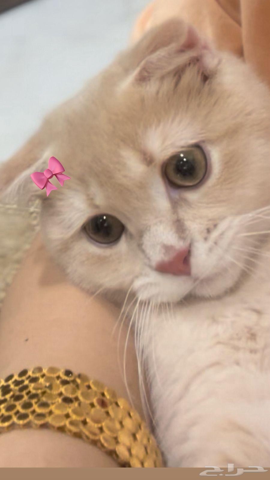 قطط سكوتش للبيع64426147649667113