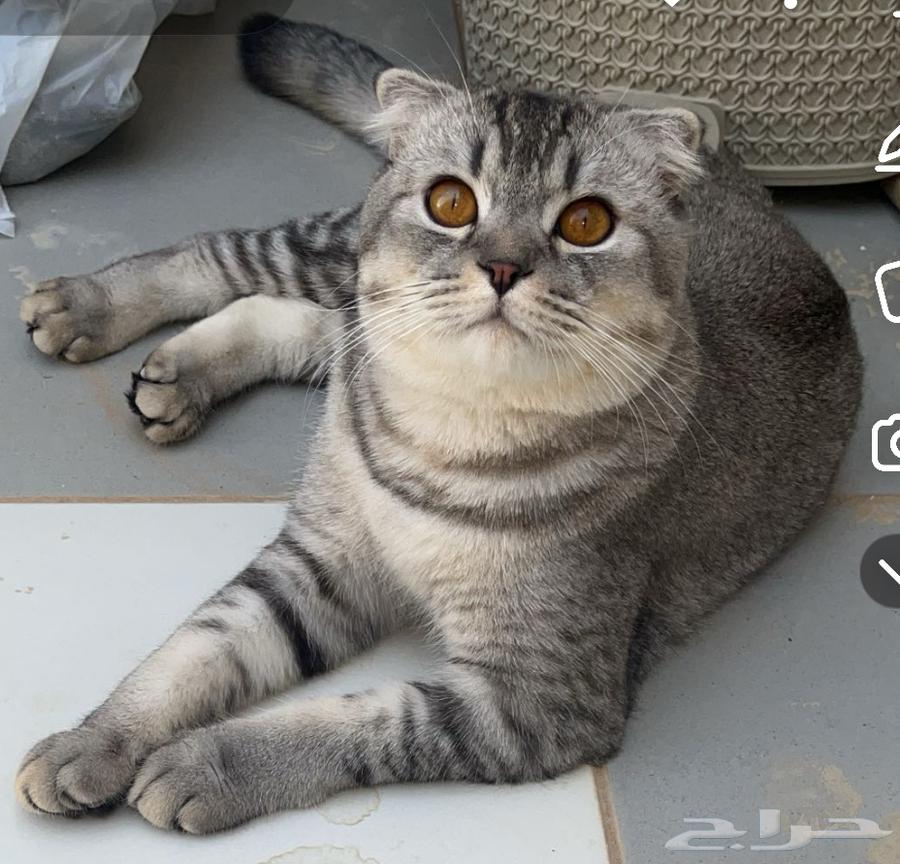 ذكر سكوتش للبيع بسعر رمزي64432605533185111