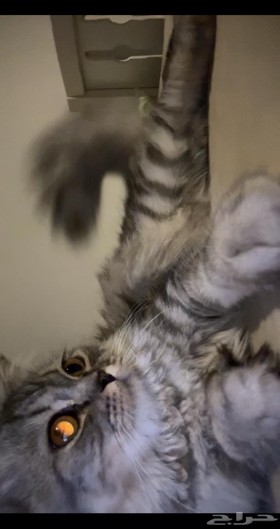 Scotch Street, 6 months old, for sale64431345460865110