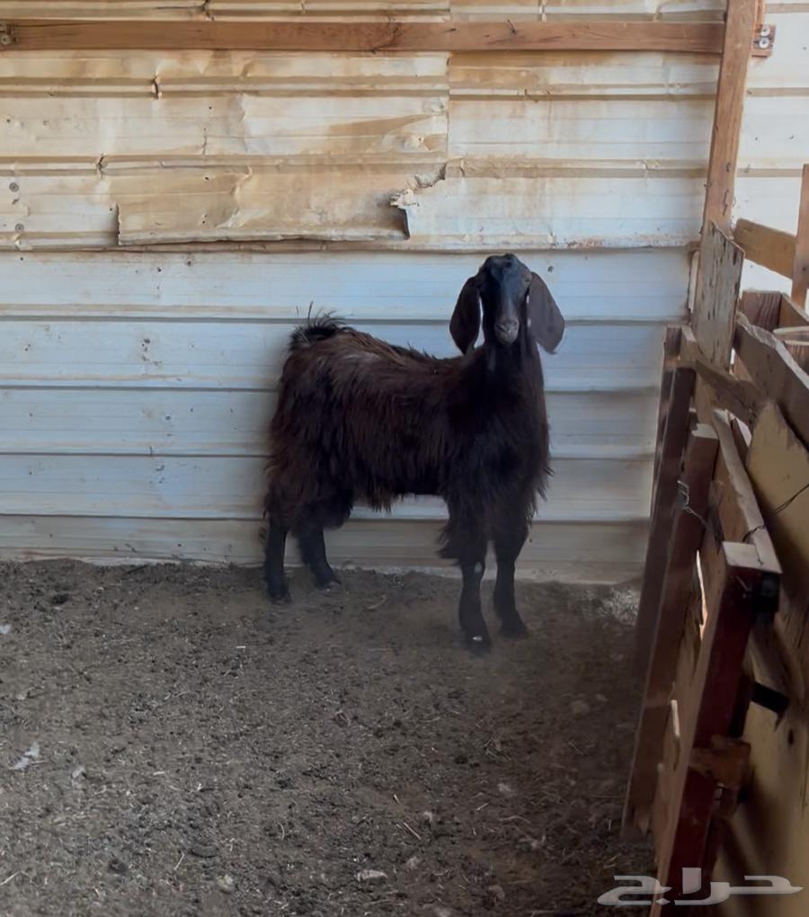 تيس فل شحم. مخصي64431453718657110