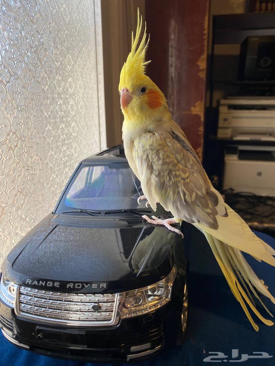 Crow with 3 eggs currently64429491249923111