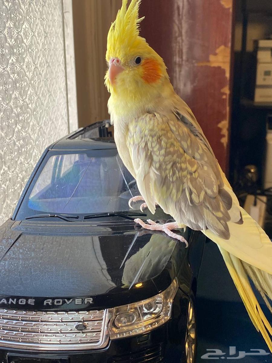 Crow with 3 eggs currently64429491249923110