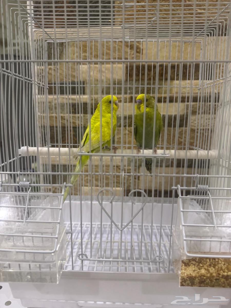 عصفورين ذكر وانثى نوع بادجي64431726374145110