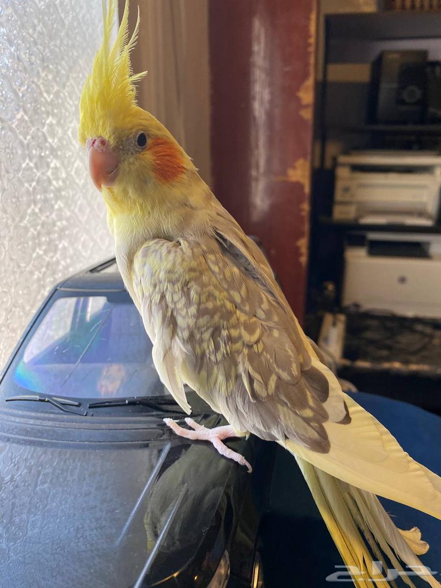 Crow with 3 eggs currently64429491249923112