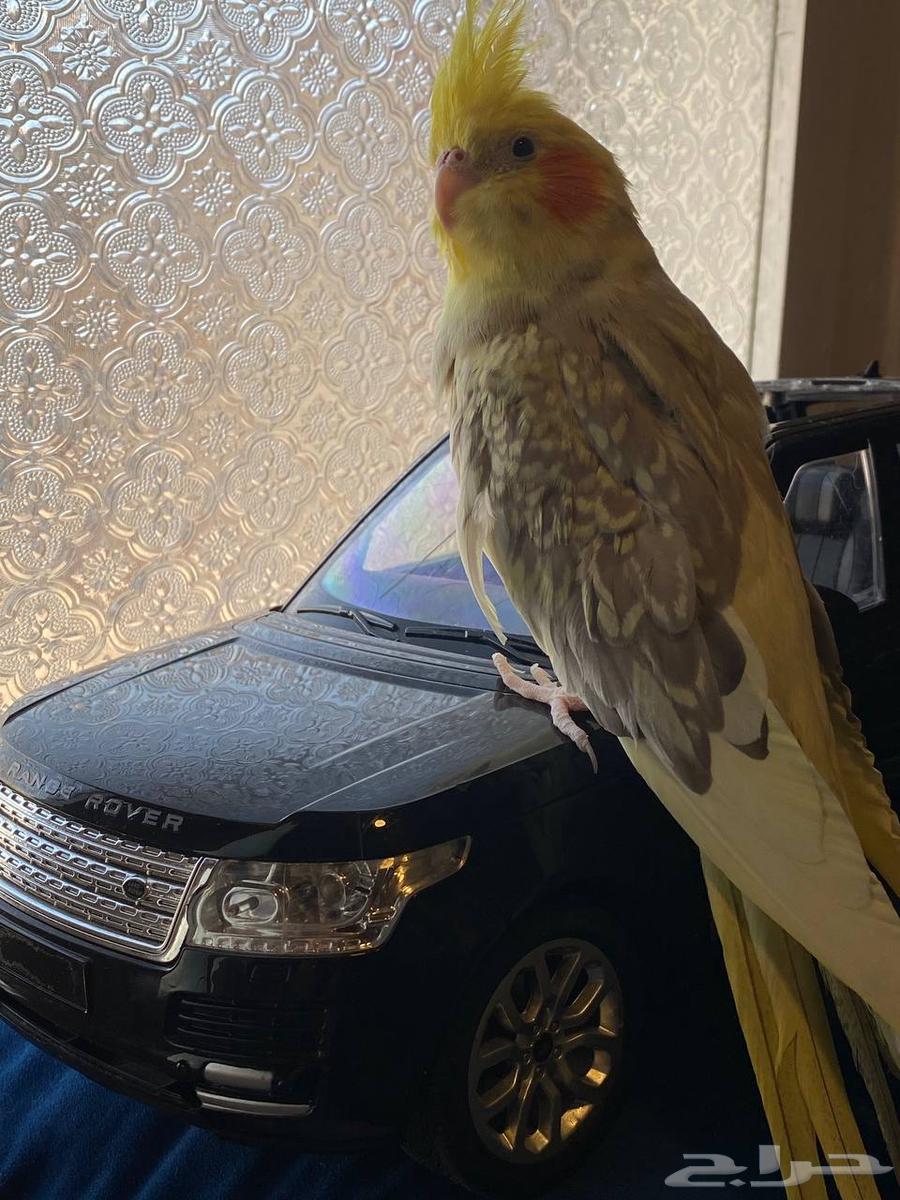 Crow with 3 eggs currently64429491249923113