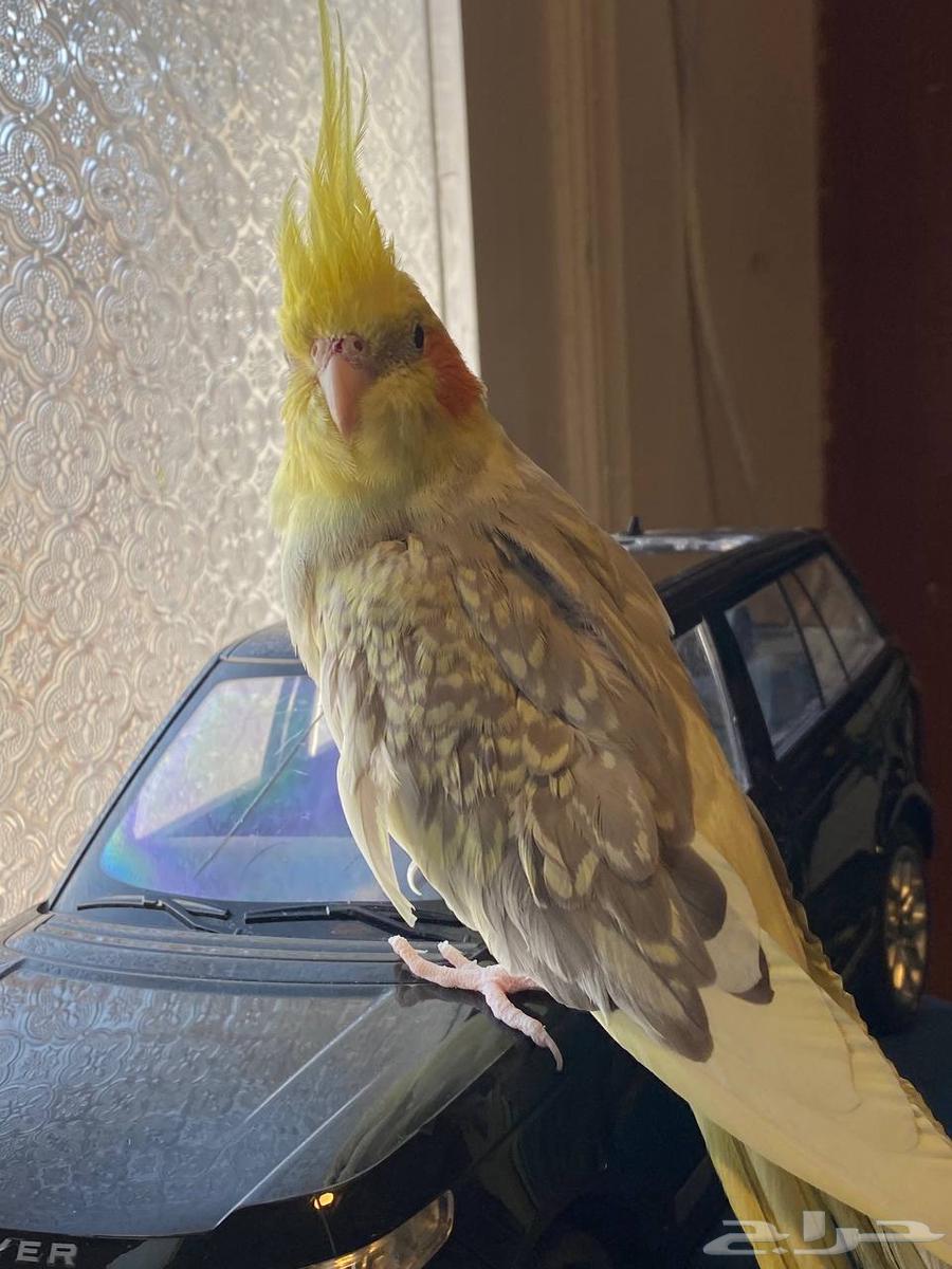 Crow with 3 eggs currently64429491249923114