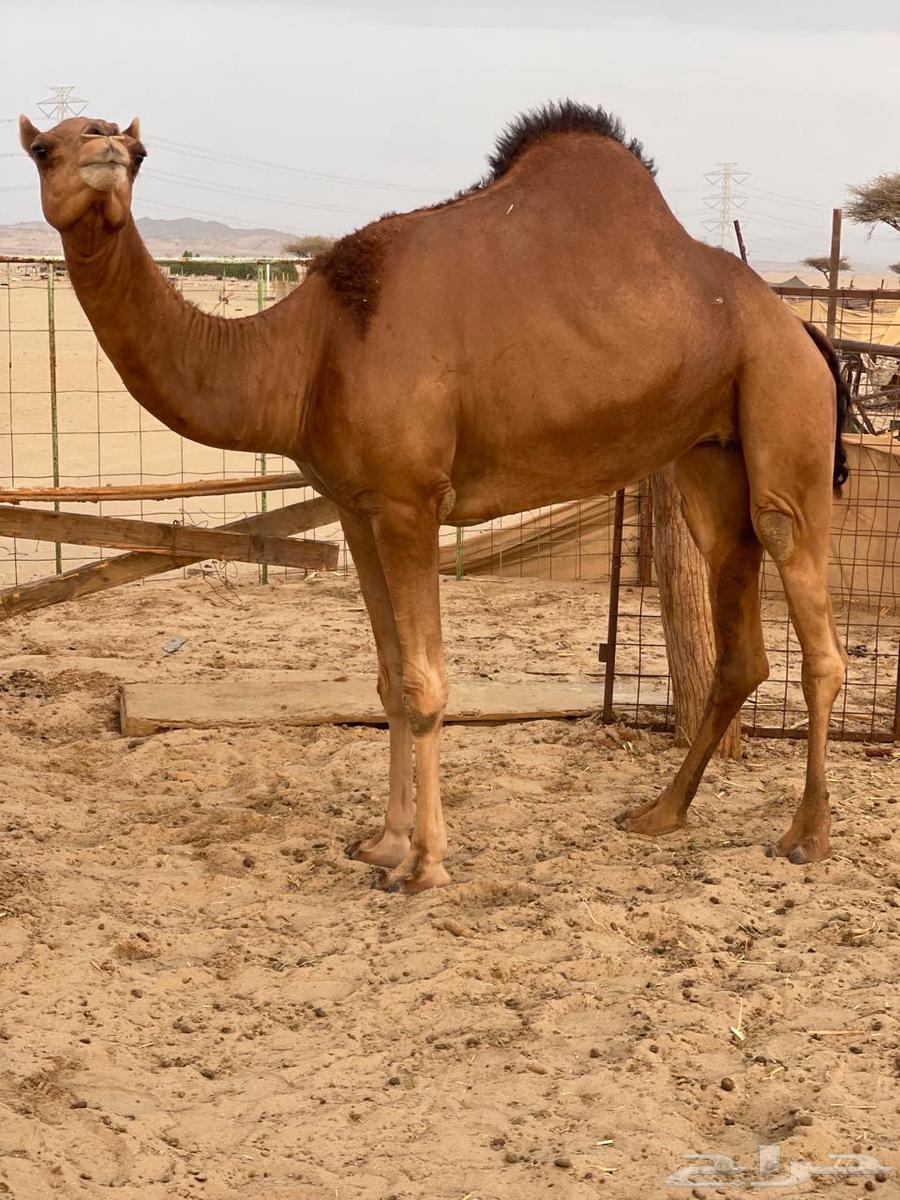 للبيع بكار سواحل64432033265155111