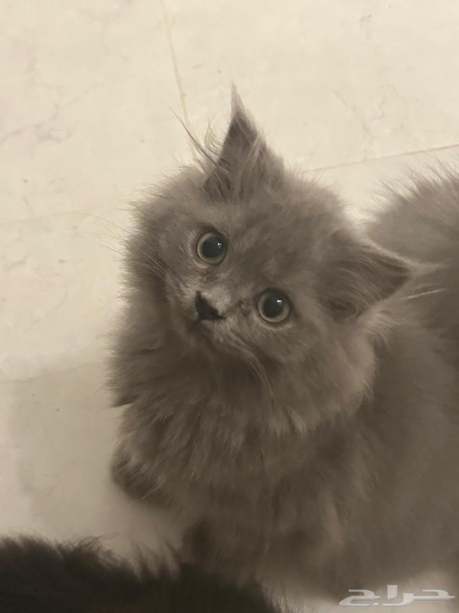 قطط شيرازي للبيع 200 ريال64428133682561111