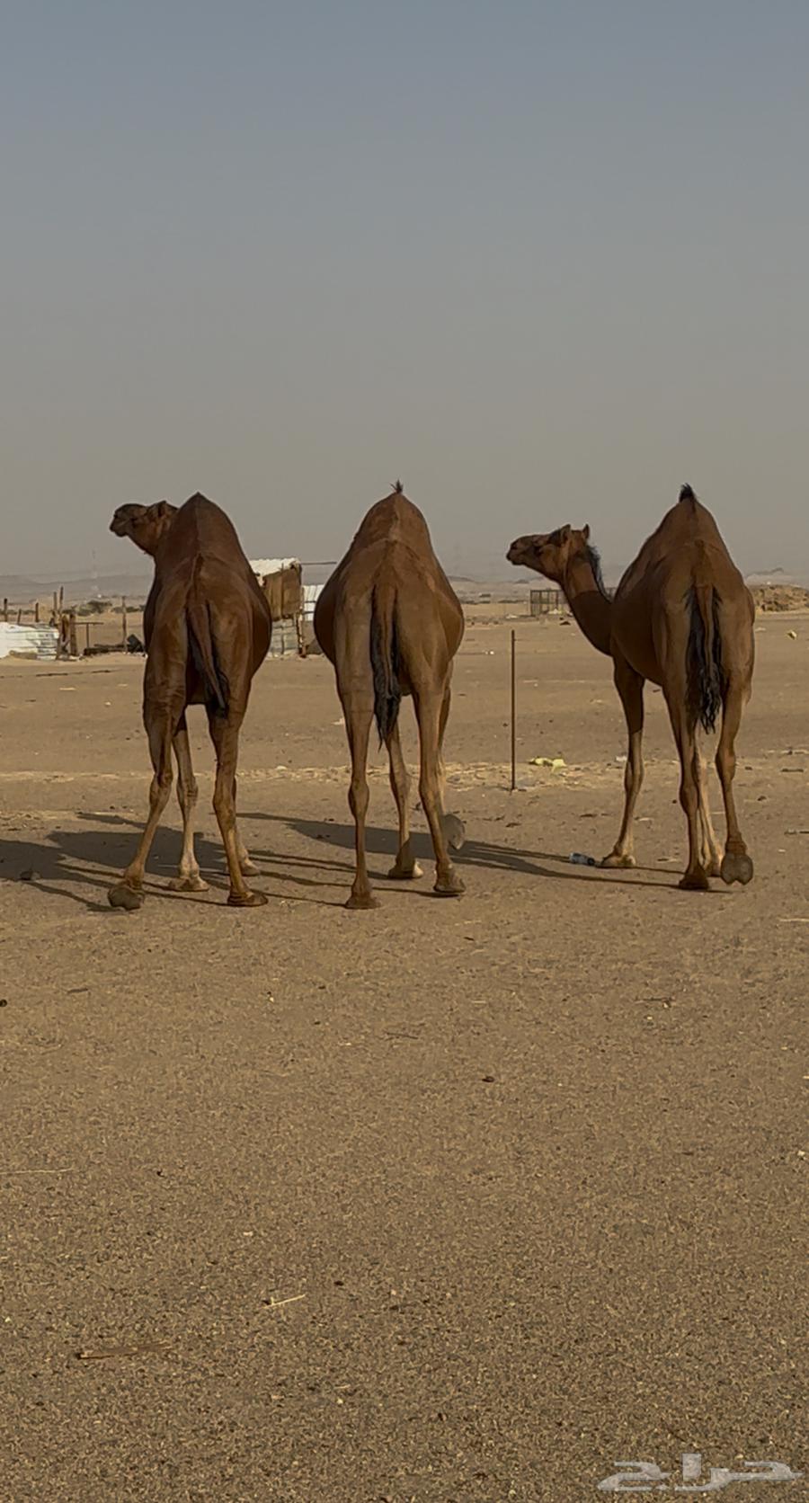 ثلاث ابل سواحل لقحات للبيع64431142649090114