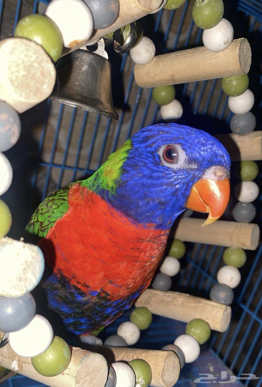 ببغاء لوري متكلم64431008131331111