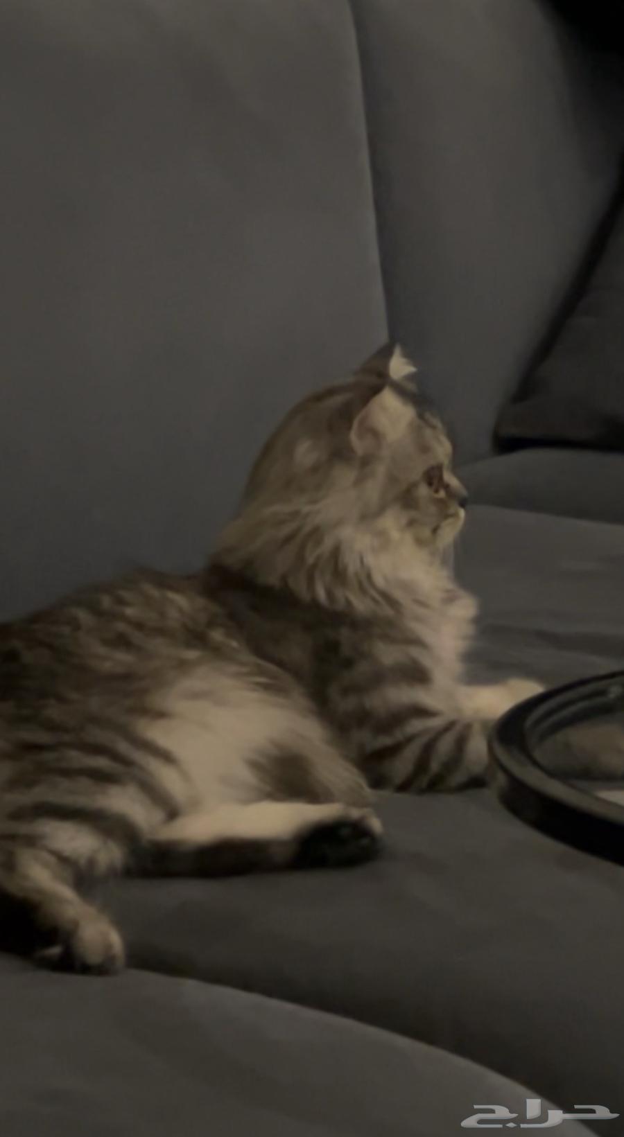 Scotch Street, 6 months old, for sale64431345460865111