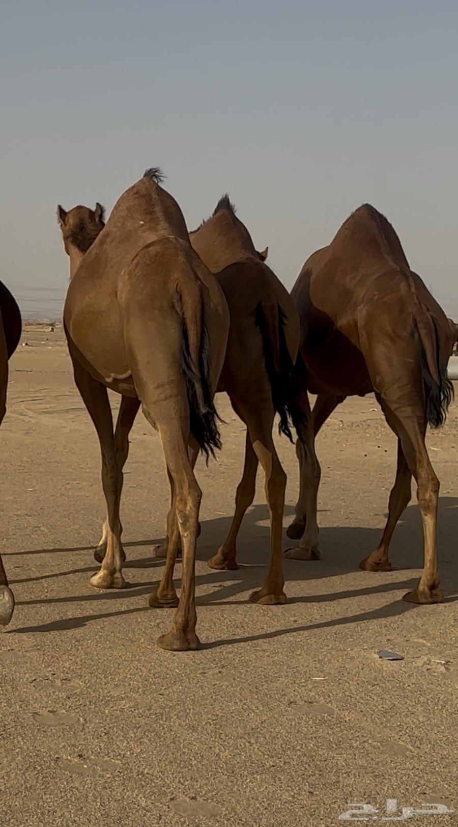 ثلاث ابل سواحل لقحات للبيع64431142649090113