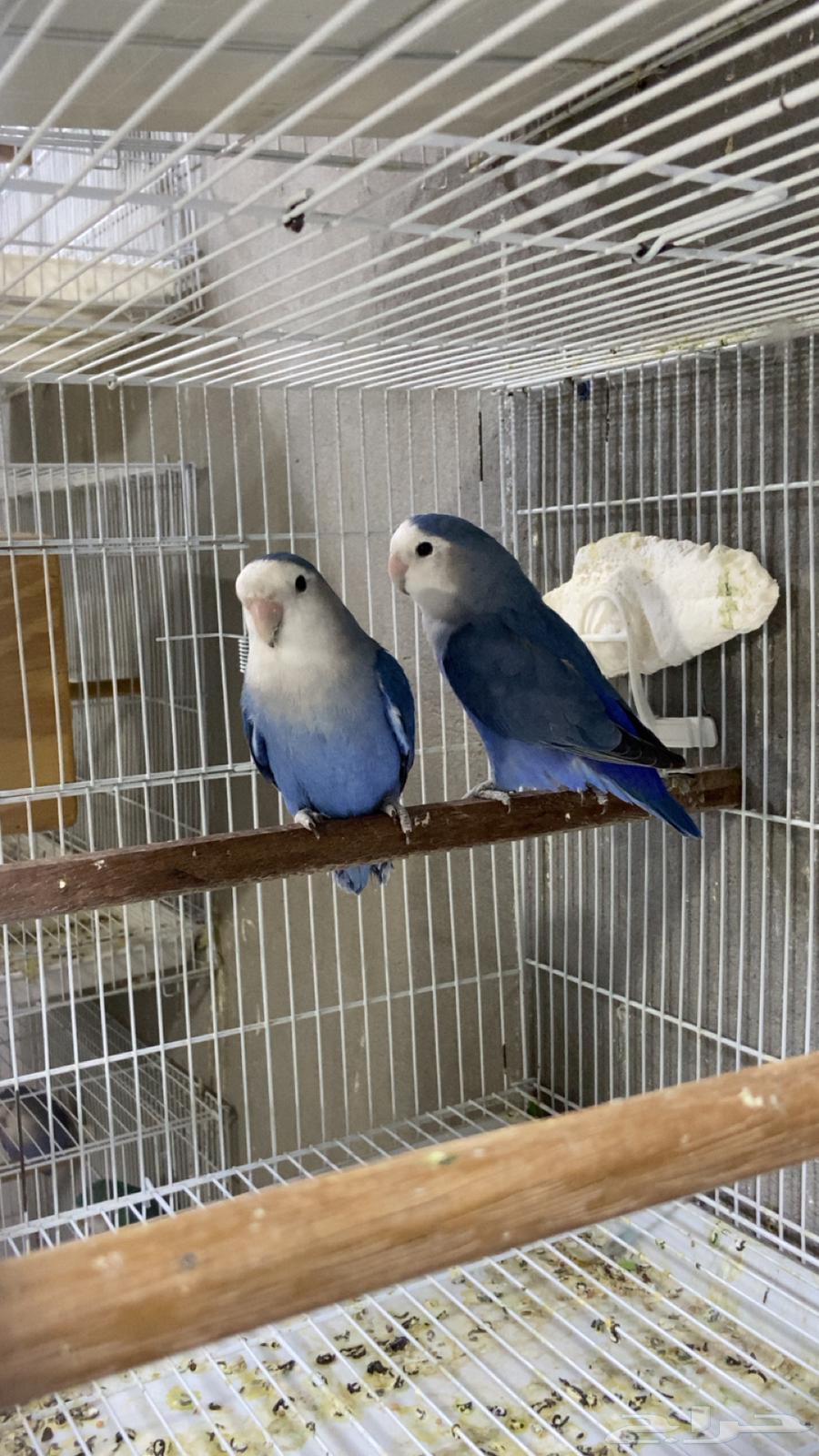 زوج روز محلل للبيع جاهز الى الانتاج64441377502339111