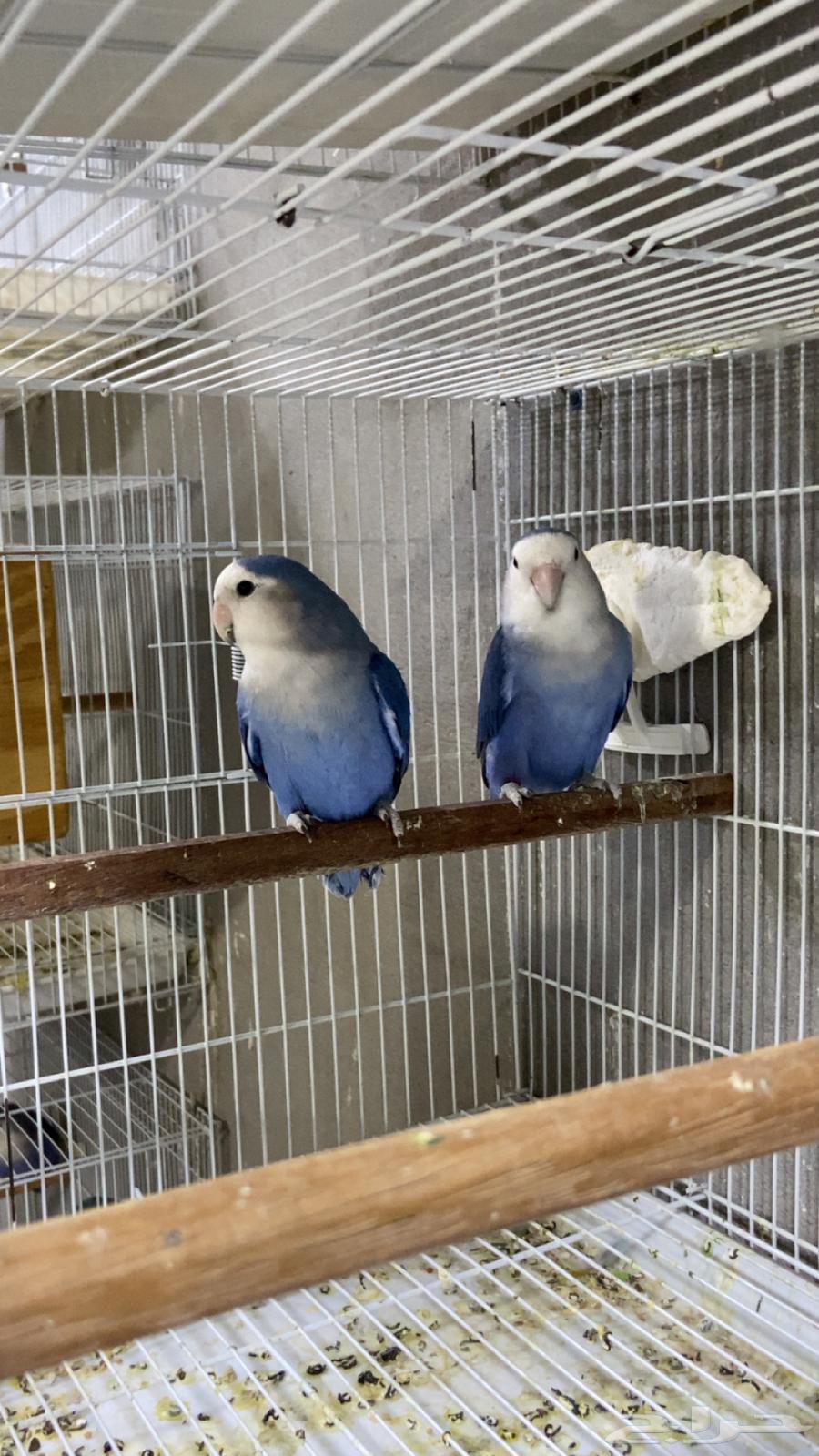 زوج روز محلل للبيع جاهز الى الانتاج64441377502339112