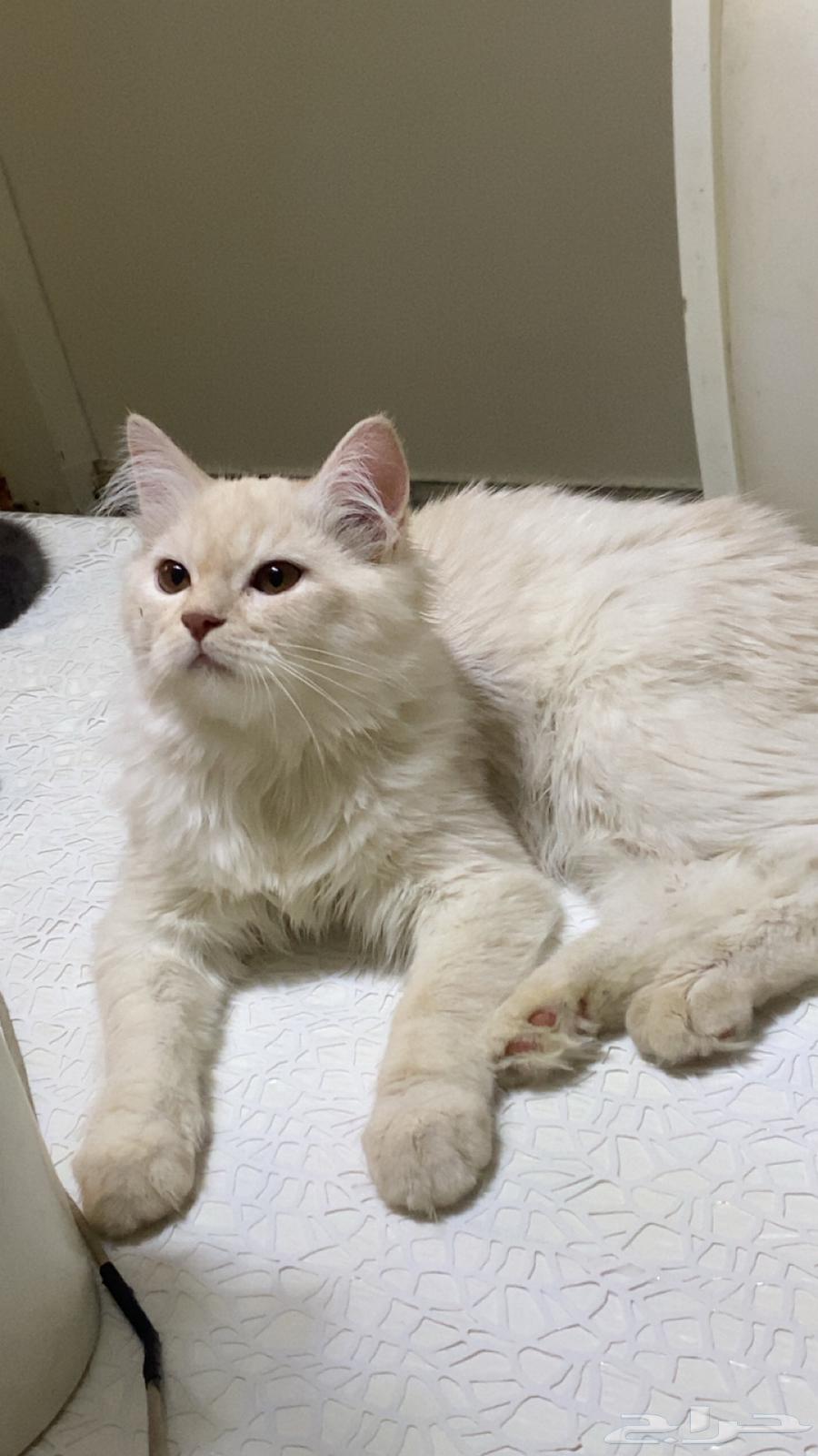 قطط64433819841025114