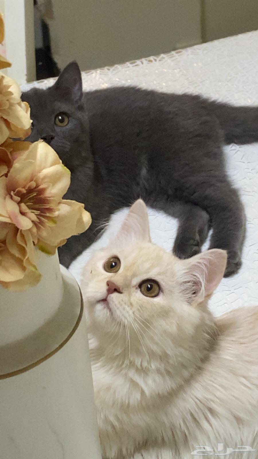 قطط64433819841025110
